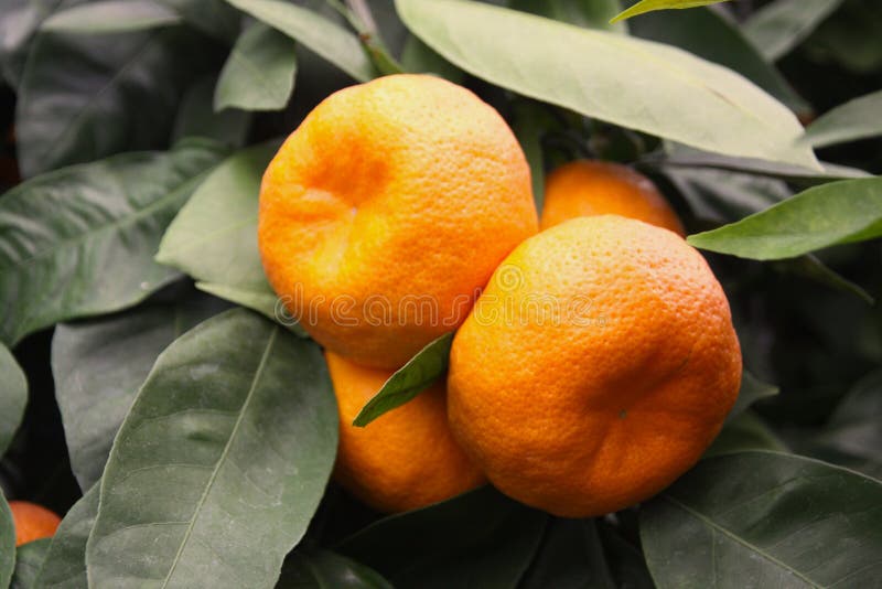 Зрелые tangerines на дереве стоковые изображения rf Зрелые tangerines на дереве стоковые изображения rf