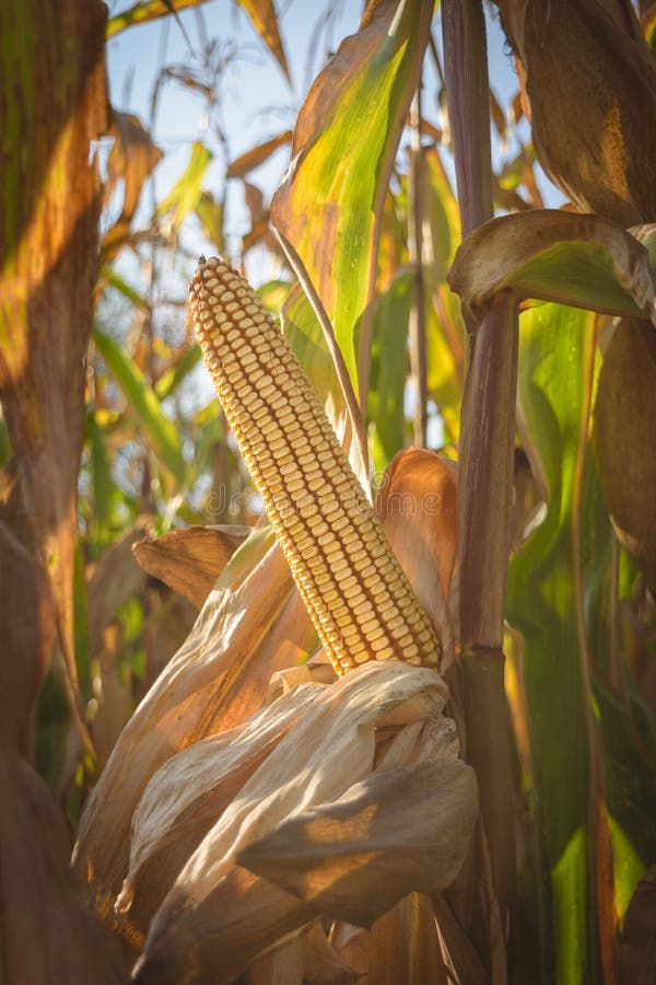 Зрелый золотой зрелый unharvested новичок мозоли -, изолированный в ниве - время осени стоковое изображение Зрелый золотой зрелый unharvested новичок мозоли -, изолированный в ниве - время осени стоковое изображение