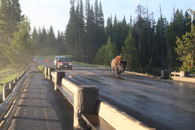 Bison walking on fishing bridge in early morning,Yellowstone national park.Wyoming.USA. Bison walking on fishing bridge in early morning,Yellowstone national park.Wyoming.USA