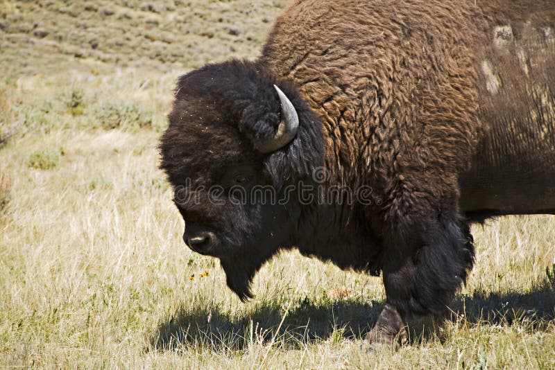 зубробизон одичалый yellowstone стоковое изображение rf зубробизон одичалый yellowstone стоковое изображение rf