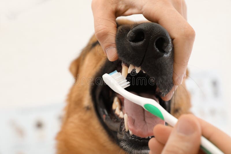 Woman cleaning dog`s teeth with toothbrush indoors, closeup. Woman cleaning dog`s teeth with toothbrush indoors, closeup