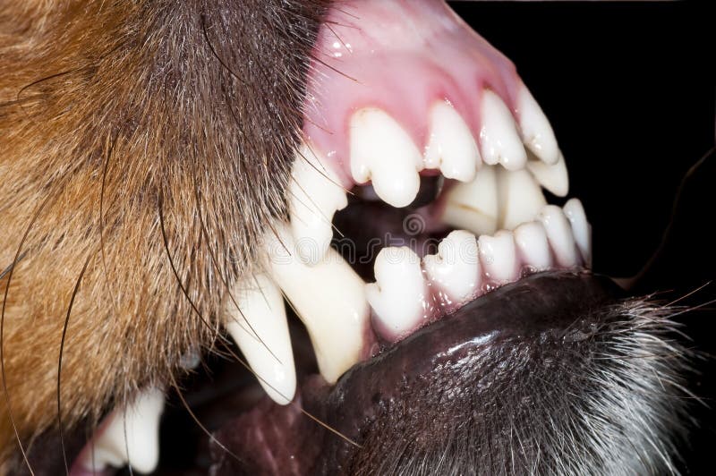 Dog teeth a closeup of the teeth of a male collie dog. Dog teeth a closeup of the teeth of a male collie dog