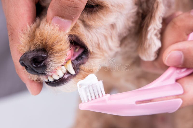 Vet brush pet dog teeth coated with plaque with toothpaste. Pet oral care important to prevent tooth loss animal background brown brushing canine cleaning clinic closeup cute dental dentist doctor domestic hand health hygiene mouth pedigree poodle toothbrush veterinarian veterinary white. Vet brush pet dog teeth coated with plaque with toothpaste. Pet oral care important to prevent tooth loss animal background brown brushing canine cleaning clinic closeup cute dental dentist doctor domestic hand health hygiene mouth pedigree poodle toothbrush veterinarian veterinary white