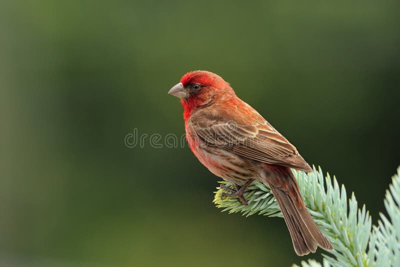 Close up of beautiful adult male House finch perched on the pine. Close up of beautiful adult male House finch perched on the pine.