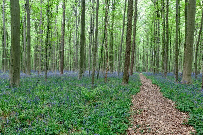 Идя путь между деревьями и bluebells стоковая фотография Идя путь между деревьями и bluebells стоковая фотография