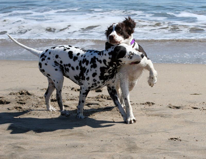 2 dogs playing on the beach. 2 dogs playing on the beach