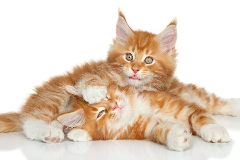 Maine Coon kittens playing. Portrait on a white background. Maine Coon kittens playing. Portrait on a white background