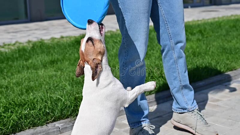 Игры женщины поднимают на открытом воздухе джек Рассел терьера. Забавная шаловливая собаку на прогулку с владельцем видеоматериал