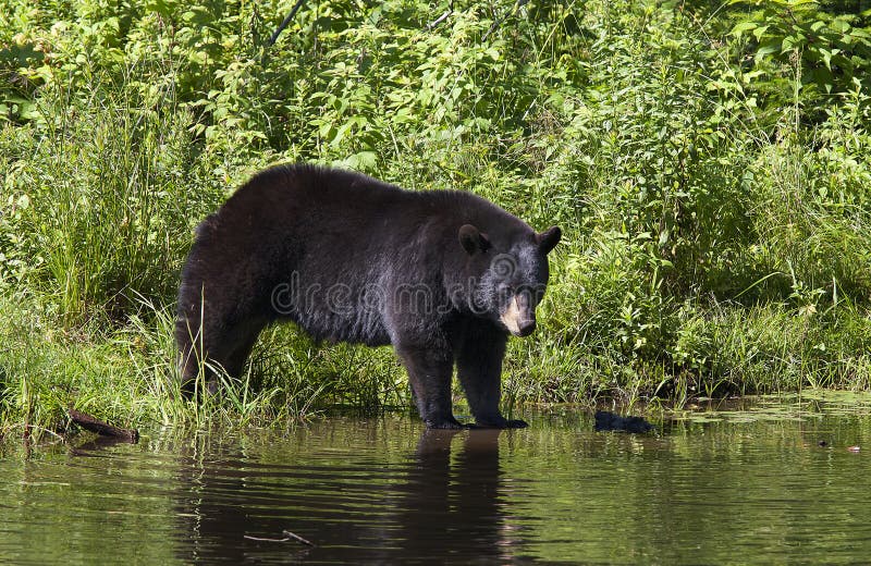 Идти большого Ursus черного медведя americanus в воду в лете в Канаде стоковые фотографии rf Идти большого Ursus черного медведя americanus в воду в лете в Канаде стоковые фотографии rf