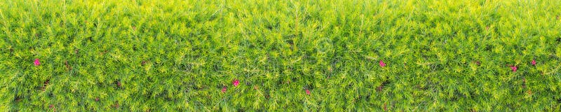 Pink grevillea bush hedge panoramic horizontal background. Pink grevillea bush hedge panoramic horizontal background