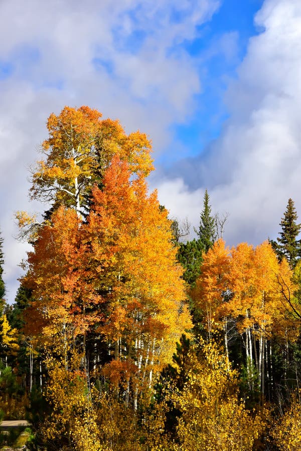 Aspens turning in fall at the North Rim of the Grand Canyon. Aspens turning in fall at the North Rim of the Grand Canyon