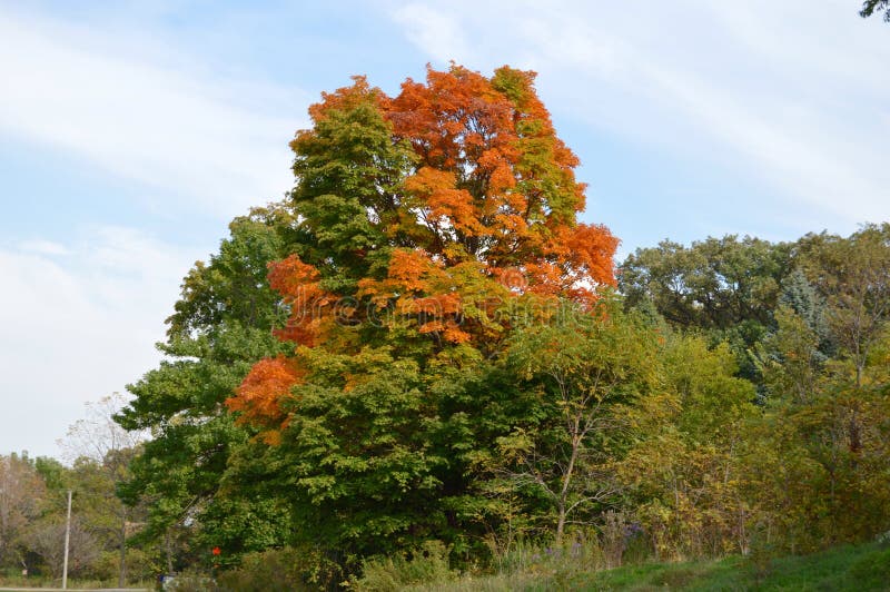 This picture is of a tree in the early states of changing color in Kane County Illinois. This picture was taken on September 27, 2014. This picture is of a tree in the early states of changing color in Kane County Illinois. This picture was taken on September 27, 2014.
