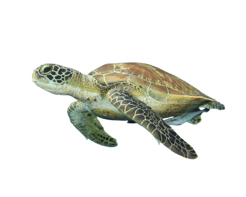 Изолированная морская черепаха