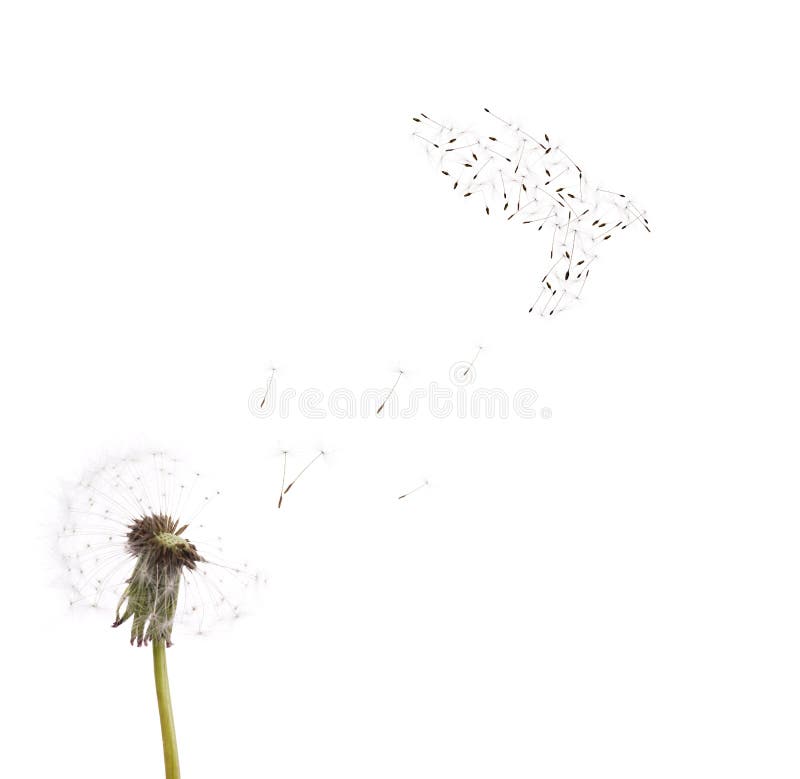 Old dandelion and dove from seeds isolated on white background. Old dandelion and dove from seeds isolated on white background