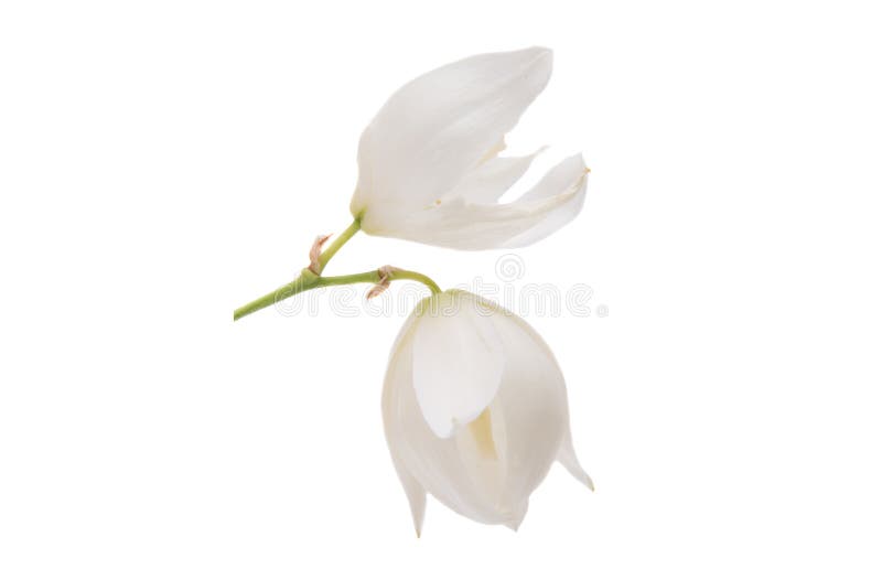 Yucca flower isolated on white background. Yucca flower isolated on white background