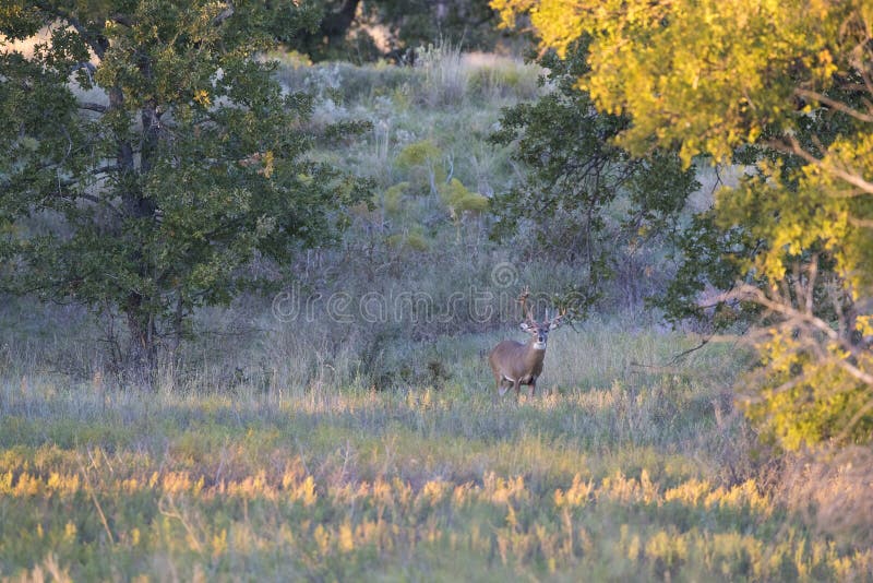 Изображение ландшафта огромного не-типичного самца оленя whitetail во время прокладывая борозды сезона стоковые изображения rf