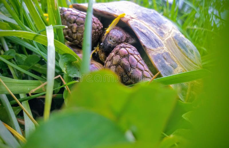 Изображение травы черепахи российского травы черепахи