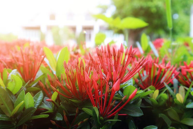 Изображения конца-вверх цветков coccinea Ixora или красивых красных цветков шипа, естественной запачканной предпосылки в утре стоковые изображения Изображения конца-вверх цветков coccinea Ixora или красивых красных цветков шипа, естественной запачканной предпосылки в утре стоковые изображения