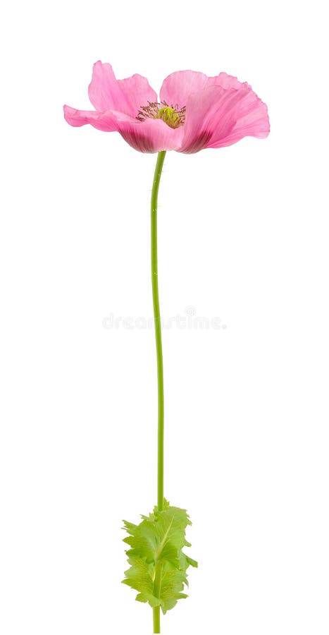 Opium poppy isolated on white background. Opium poppy isolated on white background