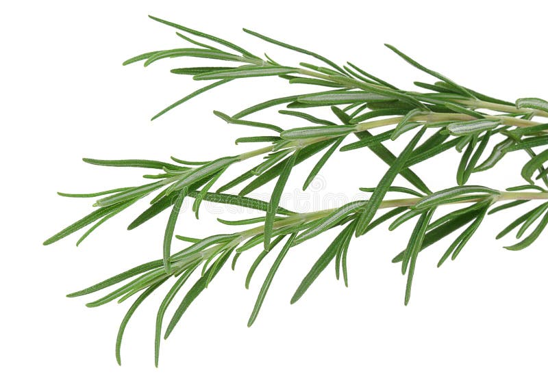 A herb rosemary isolated on white. A herb rosemary isolated on white