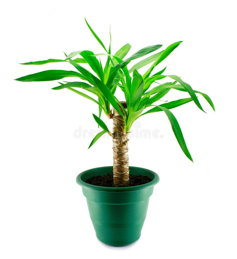 An yucca isolated on a white background. An yucca isolated on a white background