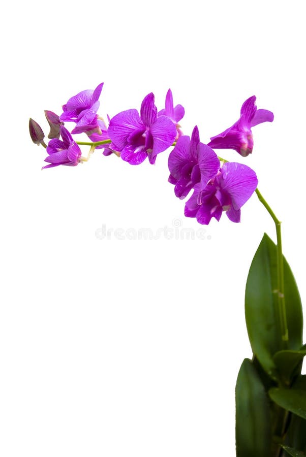 A Tall shot of Purple Moth orchid in bloom with leafs isolated on a pure white background. A Tall shot of Purple Moth orchid in bloom with leafs isolated on a pure white background