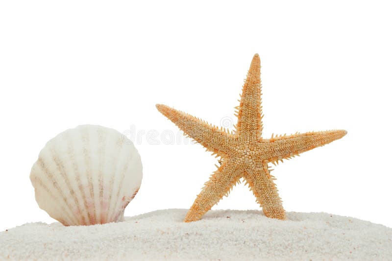 изолированные starfish раковины моря песка стоковое фото rf изолированные starfish раковины моря песка стоковое фото rf