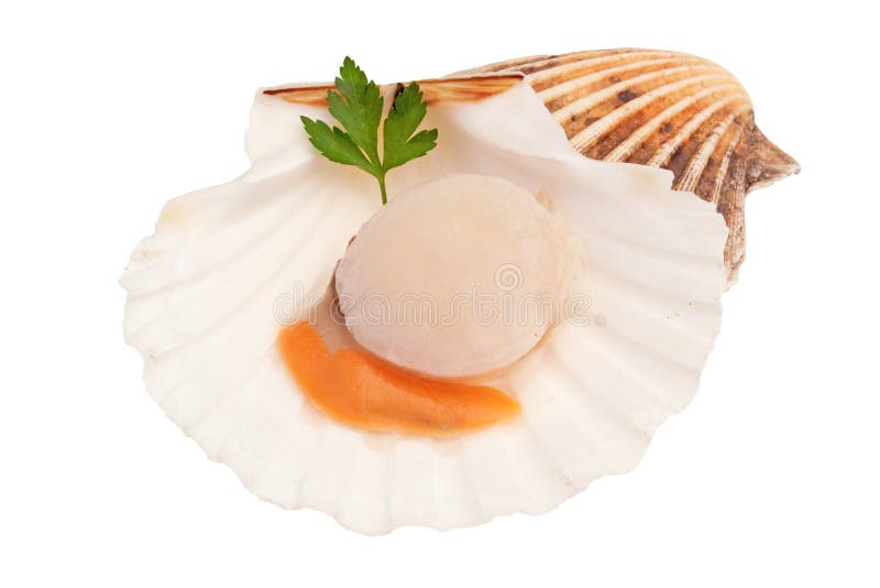 Изолированный свежий сырцовый scallop - морепродукты стоковые фото Изолированный свежий сырцовый scallop - морепродукты стоковые фото