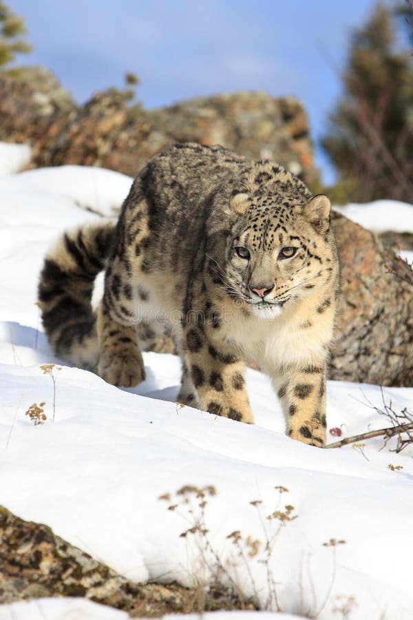 Beautiful photograph of stalking snow leopard. Beautiful photograph of stalking snow leopard