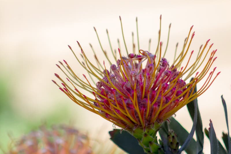 Изумительный конец-вверх цветка Leucospermum также известного как pincushion известняка уроженец Южной Африки стоковые изображения Изумительный конец-вверх цветка Leucospermum также известного как pincushion известняка уроженец Южной Африки стоковые изображения