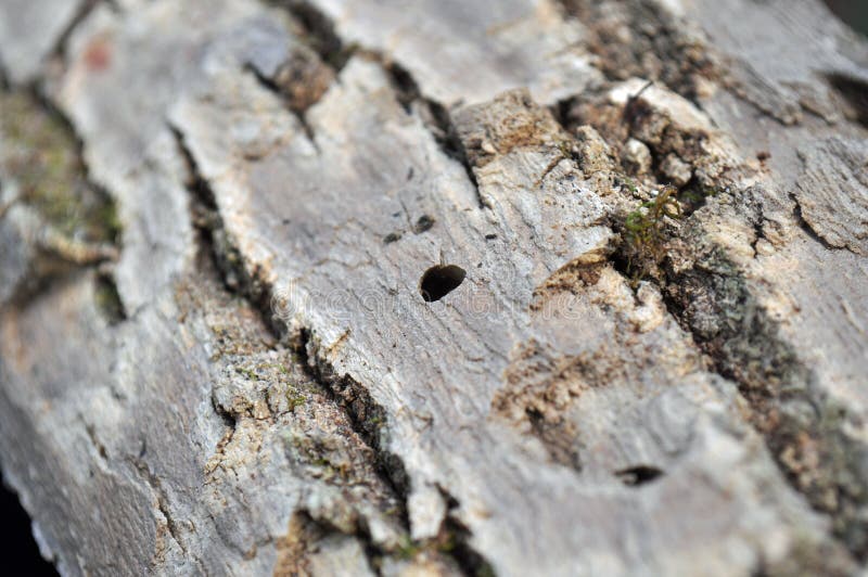 Emerald Ash Borer is one of the most destructive invasive pests in North America. It attacks all native ash trees resulting in 100 percent mortality. To help know if a tree is infested with EAB, look for the distinctive d-shape exit holes caused when adult beetle leaves tree in late Spring. Emerald Ash Borer is one of the most destructive invasive pests in North America. It attacks all native ash trees resulting in 100 percent mortality. To help know if a tree is infested with EAB, look for the distinctive d-shape exit holes caused when adult beetle leaves tree in late Spring.