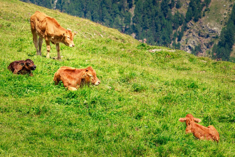 3 calves 2 brown, 1 black and mother cow on a green alpine meadow in the Swiss Alps. 3 calves 2 brown, 1 black and mother cow on a green alpine meadow in the Swiss Alps