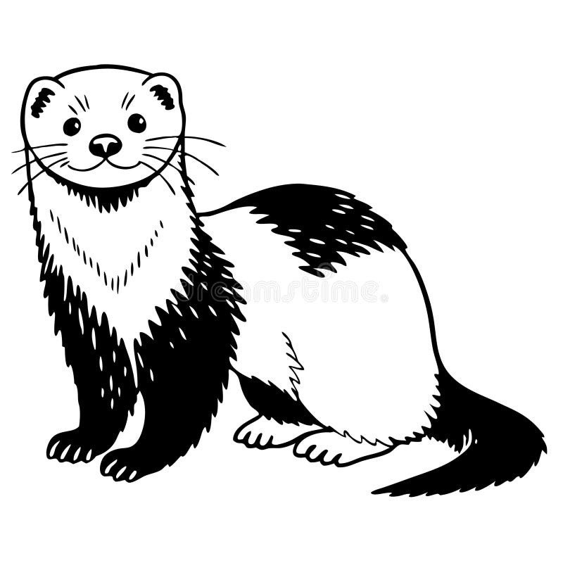 Иллюстрация Cute Ferret для раскрашивания книг и рисунков дикой природы иллюстрация вектора