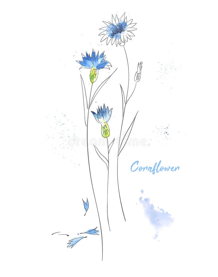 Иллюстрация акварели голубой руки cornflower вычерченная Чертеж краски aquar бесплатная иллюстрация Иллюстрация акварели голубой руки cornflower вычерченная Чертеж краски aquar бесплатная иллюстрация