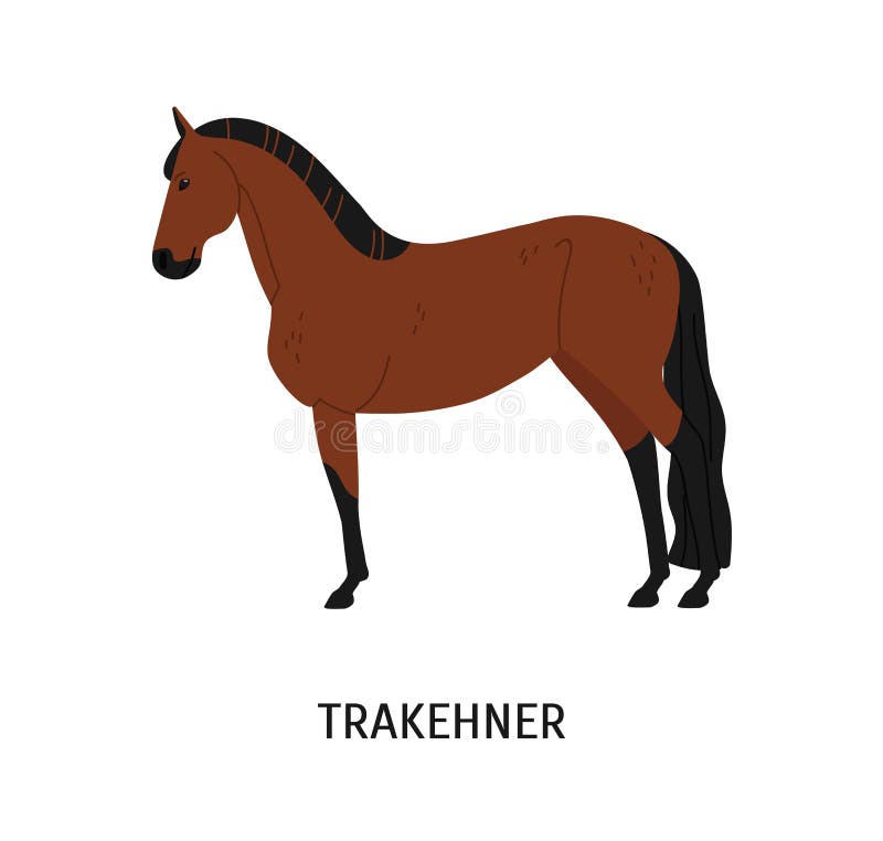 Иллюстрация вектора лошади Trakehner плоская Элегантный коричневый жеребец изоляции на белом фоне Восток мультфильма прусского иллюстрация вектора