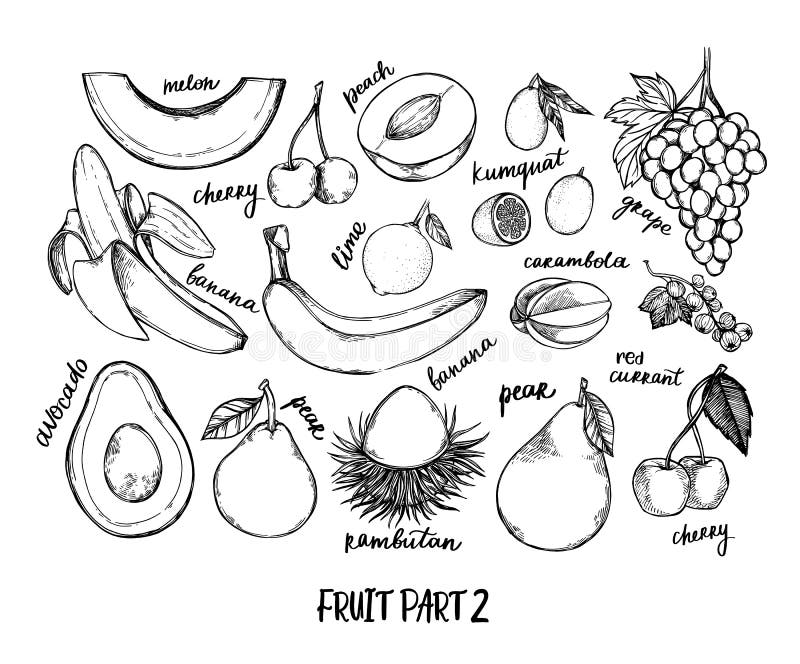 Иллюстрация вектора руки вычерченная - собрание тропических и экзотических плодов Здоровые элементы еды Дыня, виноградина, банан