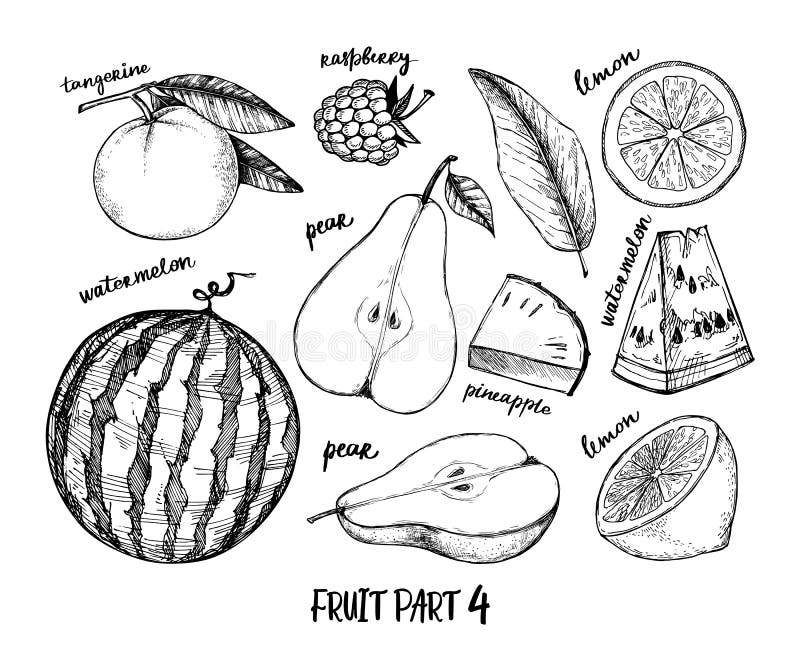 Иллюстрация вектора руки вычерченная - собрание тропических и экзотических плодов Здоровые элементы еды Поленика, арбуз, груша