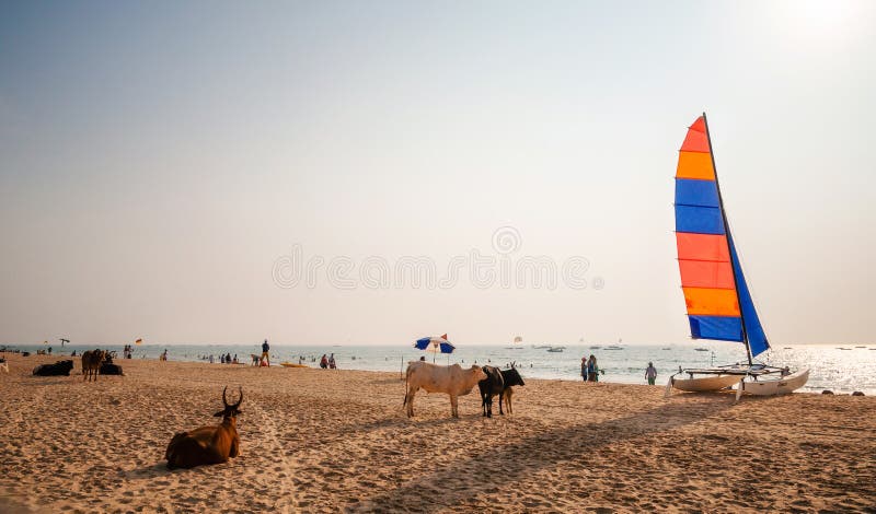 Индеец устрашает ослаблять на пляже Calangute, северном Goa, Индии стоковые фотографии rf Индеец устрашает ослаблять на пляже Calangute, северном Goa, Индии стоковые фотографии rf