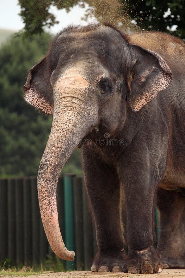 Индийский слон (indicus maximus Elephas) стоковые изображения rf Индийский слон (indicus maximus Elephas) стоковые изображения rf