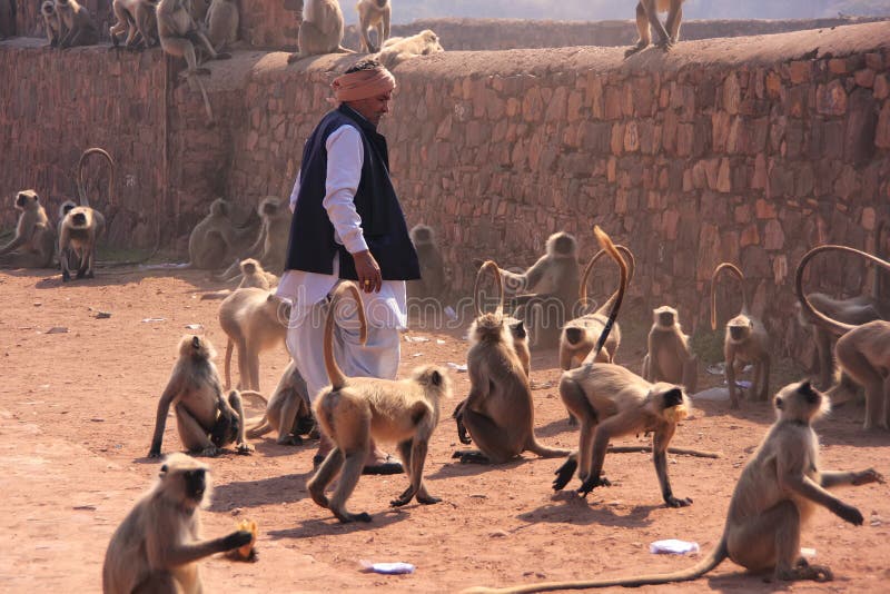Индийский человек стоя около серых langurs на форте Ranthambore, Индии стоковые изображения rf Индийский человек стоя около серых langurs на форте Ranthambore, Индии стоковые изображения rf