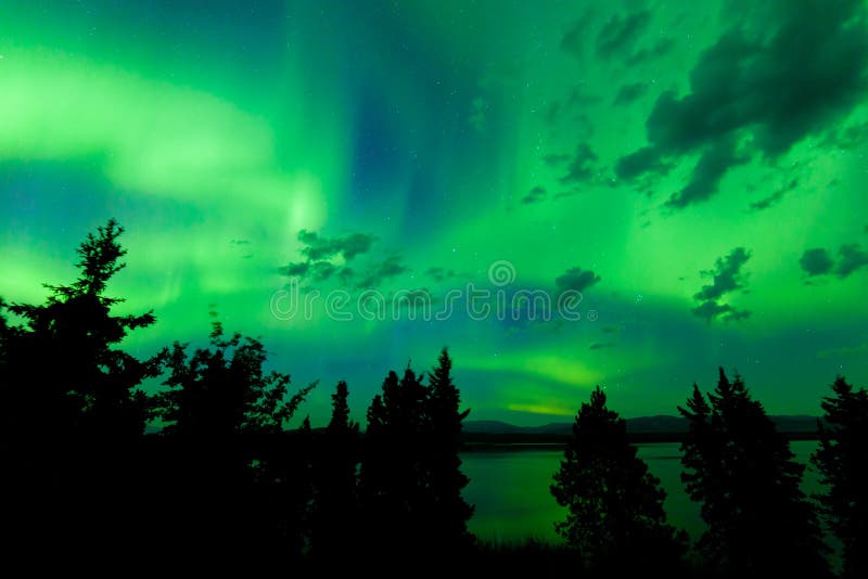 Интенсивное зеленое северное сияние над бореальным лесом стоковое фото rf