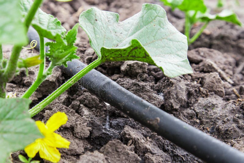 Seedling vegetable beds with drip irrigation system. Seedling vegetable beds with drip irrigation system