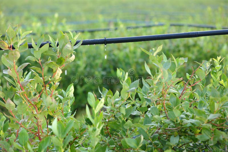 Water saving drip irrigation system being used in a Blueberry field. Water saving drip irrigation system being used in a Blueberry field.