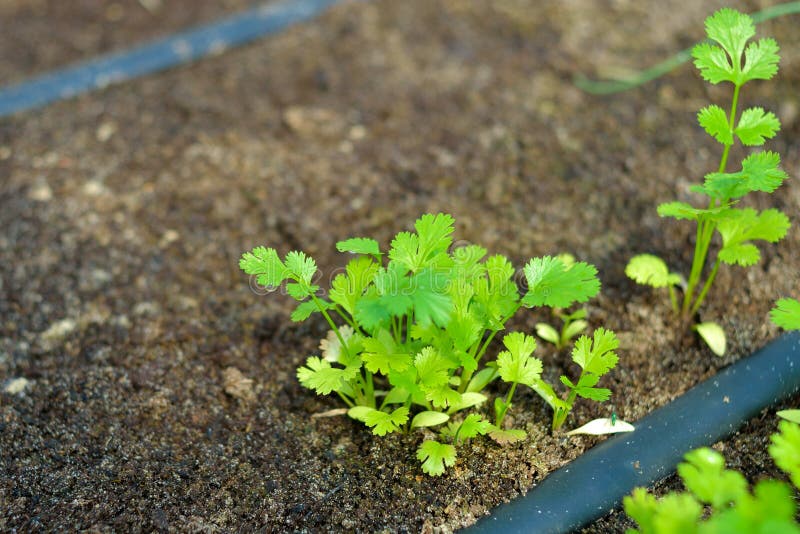 Closeup of an organic cilantro vegetable plant using a drip irrigation system. Closeup of an organic cilantro vegetable plant using a drip irrigation system.