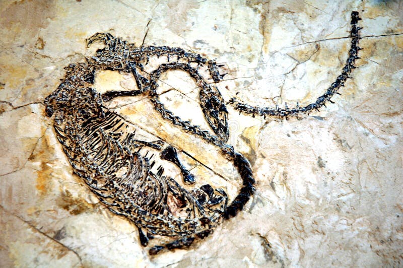 Asia dinosaur fossil at Sichuan Discovery center, west of China. Asia dinosaur fossil at Sichuan Discovery center, west of China