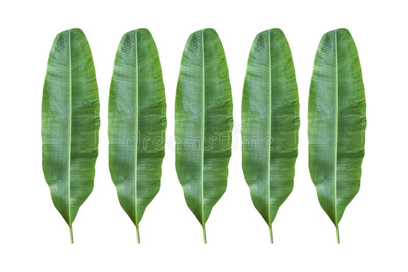 Banana leaf on white background. Banana leaf on white background