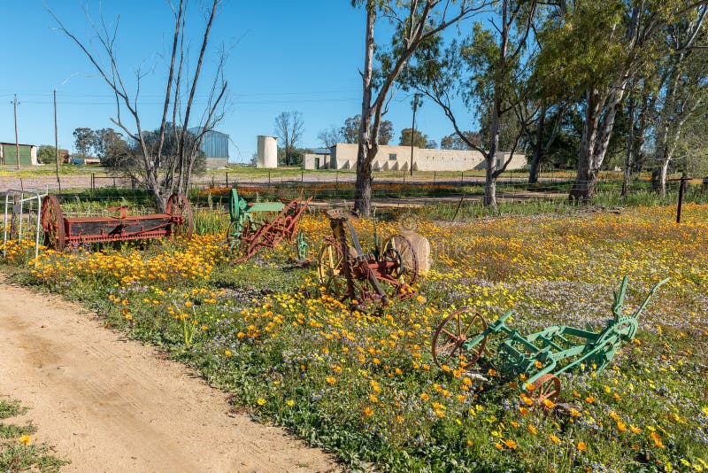 Историческое сельскохозяйственное оборудование между wildflowers на Willemsrivier около Nieuwoudtville стоковая фотография Историческое сельскохозяйственное оборудование между wildflowers на Willemsrivier около Nieuwoudtville стоковая фотография