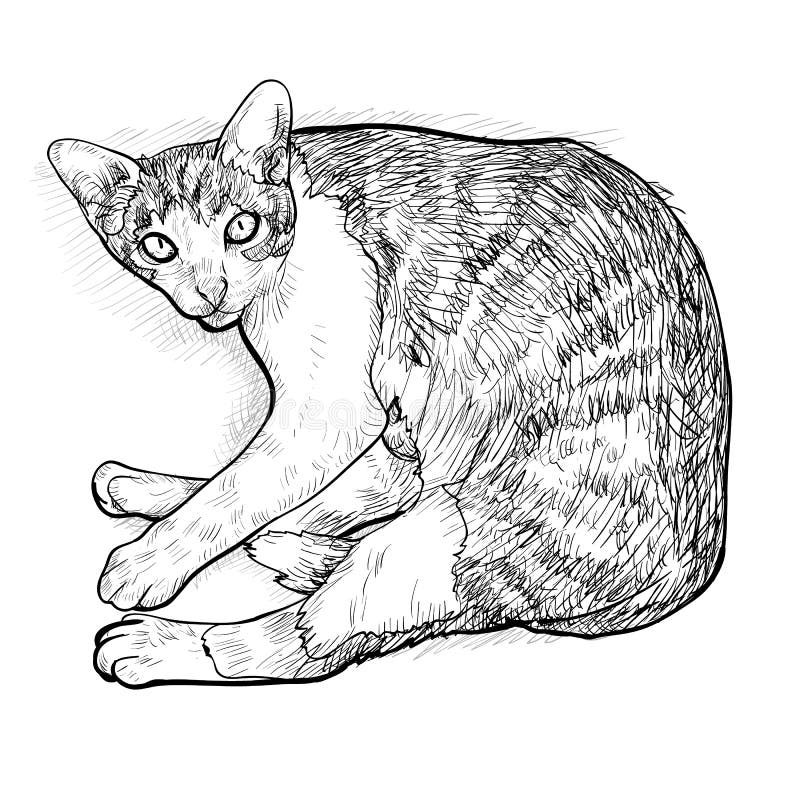 Класть вниз с кота иллюстрация иллюстрация штока
