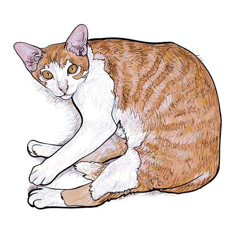 Класть вниз с кота также вектор иллюстрации притяжки corel. Класть вниз с кота смотря вверх любознательно также вектор иллюстрации притяжки corel