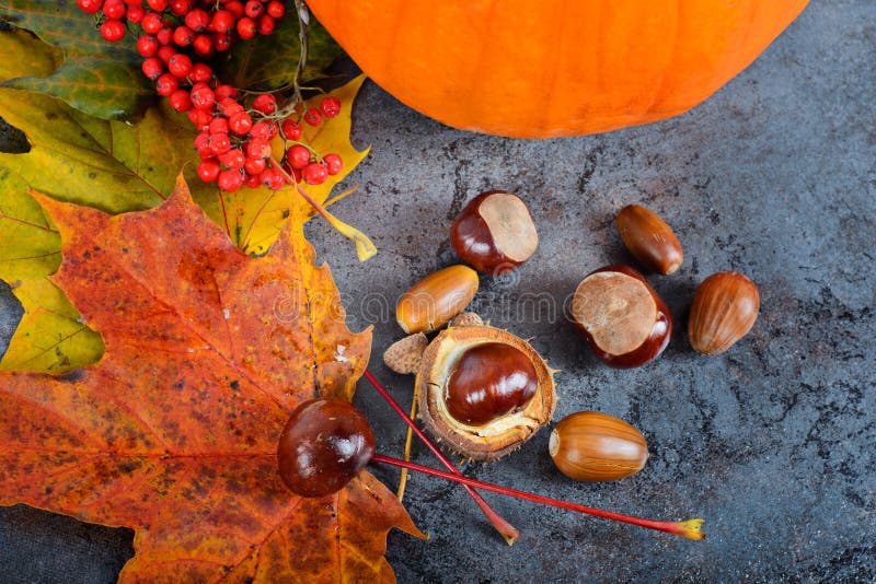 Кленовые листы осени с тыквой и каштанами Стоковое Фото - изображение ...